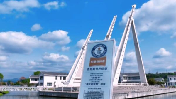 校园风光《生如夏花》